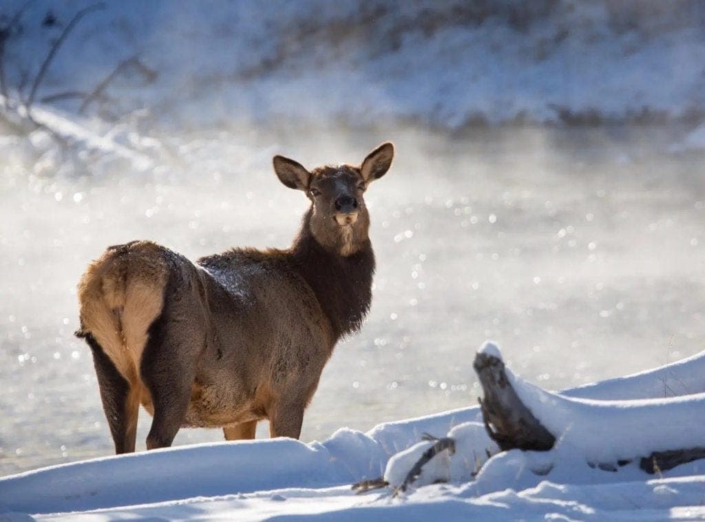 CWD Spreading in Montana: Will Deer and Elk Populations Decline as a Result?