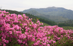 宁德时代，为何请“一代金王”出山？_车市动态_汽车_中金在线