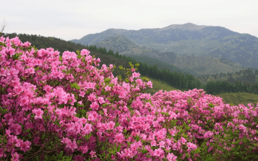 Battery Exports Surge & Solid-State/Recycling/Storage Push