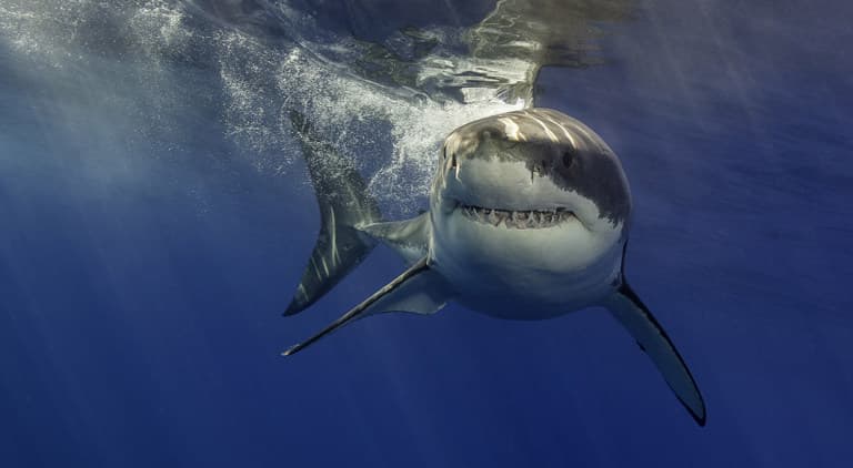 Great white shark Ernst travels 3,100 miles from Nova Scotia to Gulf of Mexico