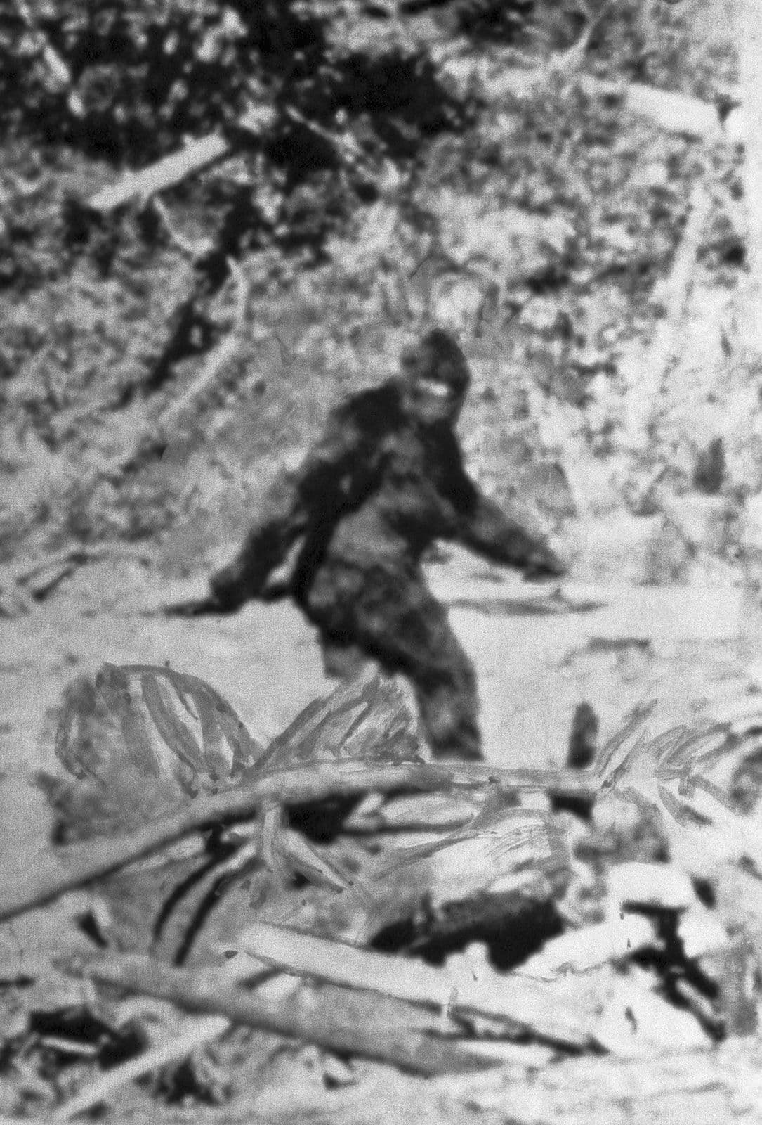 Sasquatch | Bigfoot, Description, Sightings, & Facts | Britannica