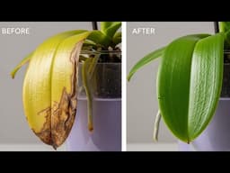 My Weak Orchid Was Dying… 1 Glass a Week Changed Everything!