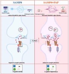 A specific Pilose antler peptide LVLVEAELRE ameliorates cognitive deficits in SAMP8 mice via Celsr2 - ScienceDirect