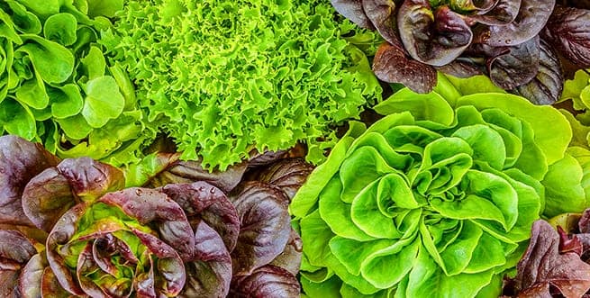Plant. Eat. Repeat. Workshop: Container Gardening for Edible Plants