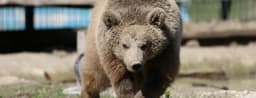What is behind Russia's bear encounters?