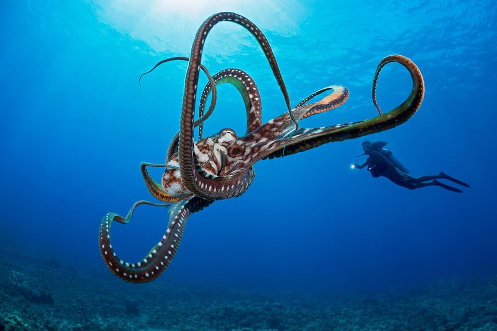 World Octopus Day: new discoveries about the ...