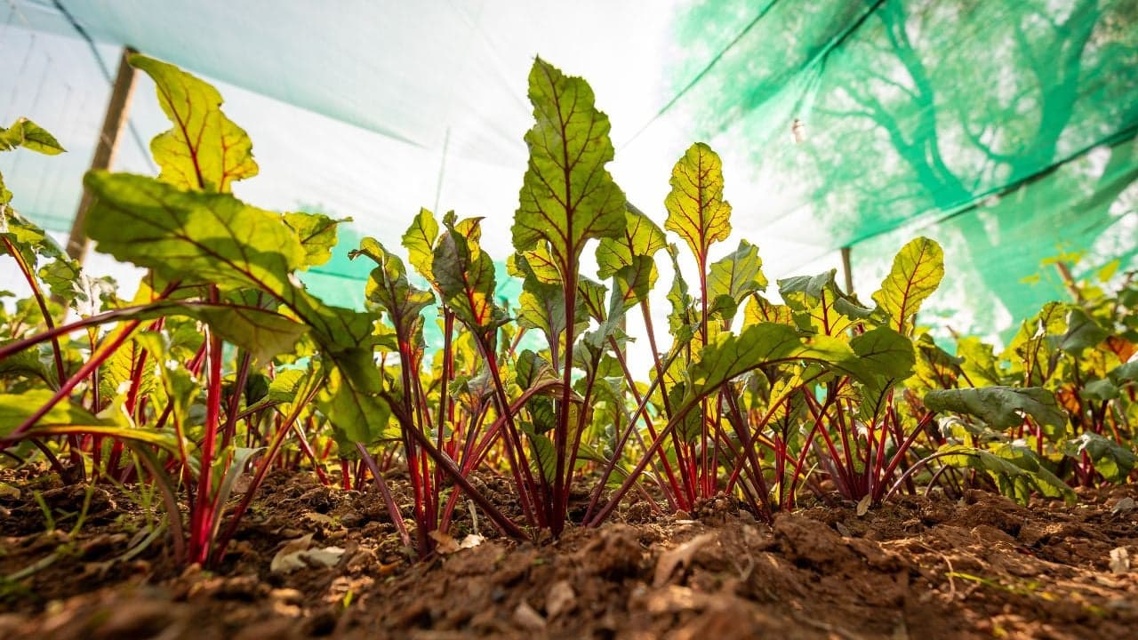 Is The Heat To Blame for Your Struggling Vegetable ...