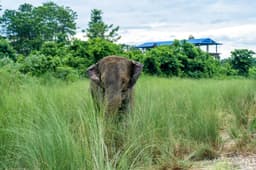 From conflict to coexistence: Nepal prepares to pilot wildlife-risk ...