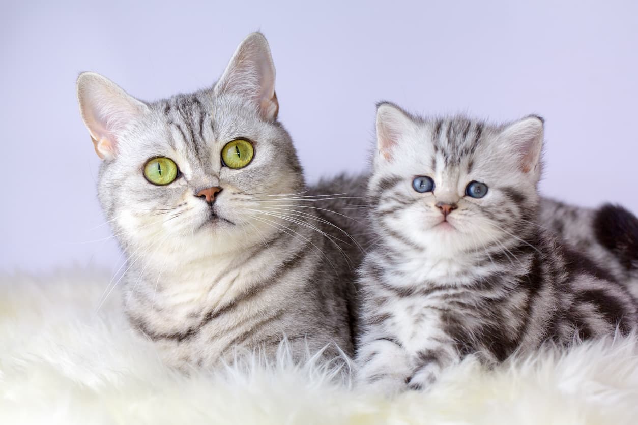 When Do Cats Stop Growing | Feline Development Guide