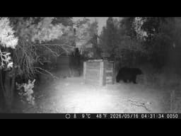 A mother bear and 2 cubs pay a visit at night