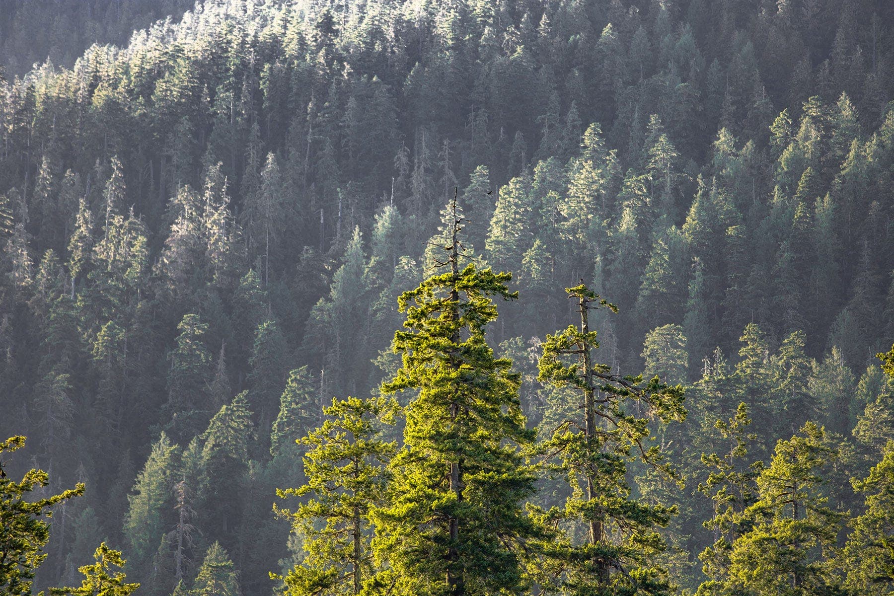 BLM Announces Plan to Fell Oregon's Last Great Forests