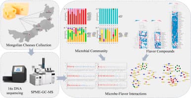 Microbe-Flavor Correlations in Mongolian Cheeses