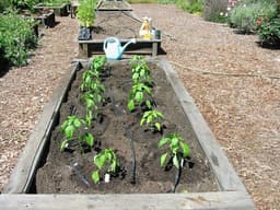 More Effective Raised Bed Drip Irrigation Techniques