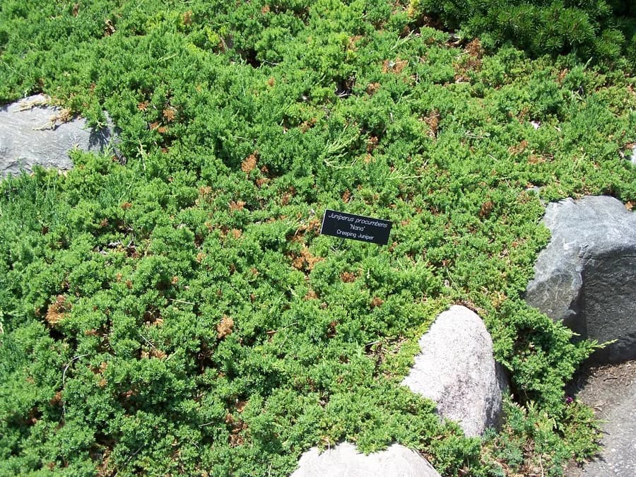 Japanese Garden Juniper (Juniperus procumbens) | Gardenish Plant ...