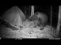 Carpathian Mountains Romania | Bears, Lynx, Bison & More | 30+ Min Trail Camera Wildlife