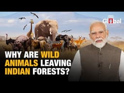 Why Are Elephants, Tigers and Leopards Leaving Forests and Moving Into Human Habitats Across India?