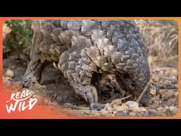 PANGOLIN: The World’s Most Trafficked Prehistoric Animal