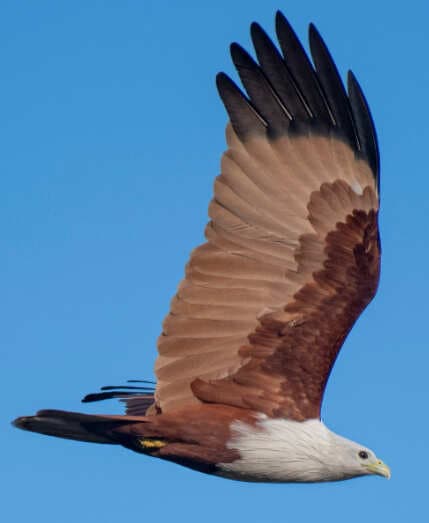 Discarded feathers bring renewed hope for injured birds
