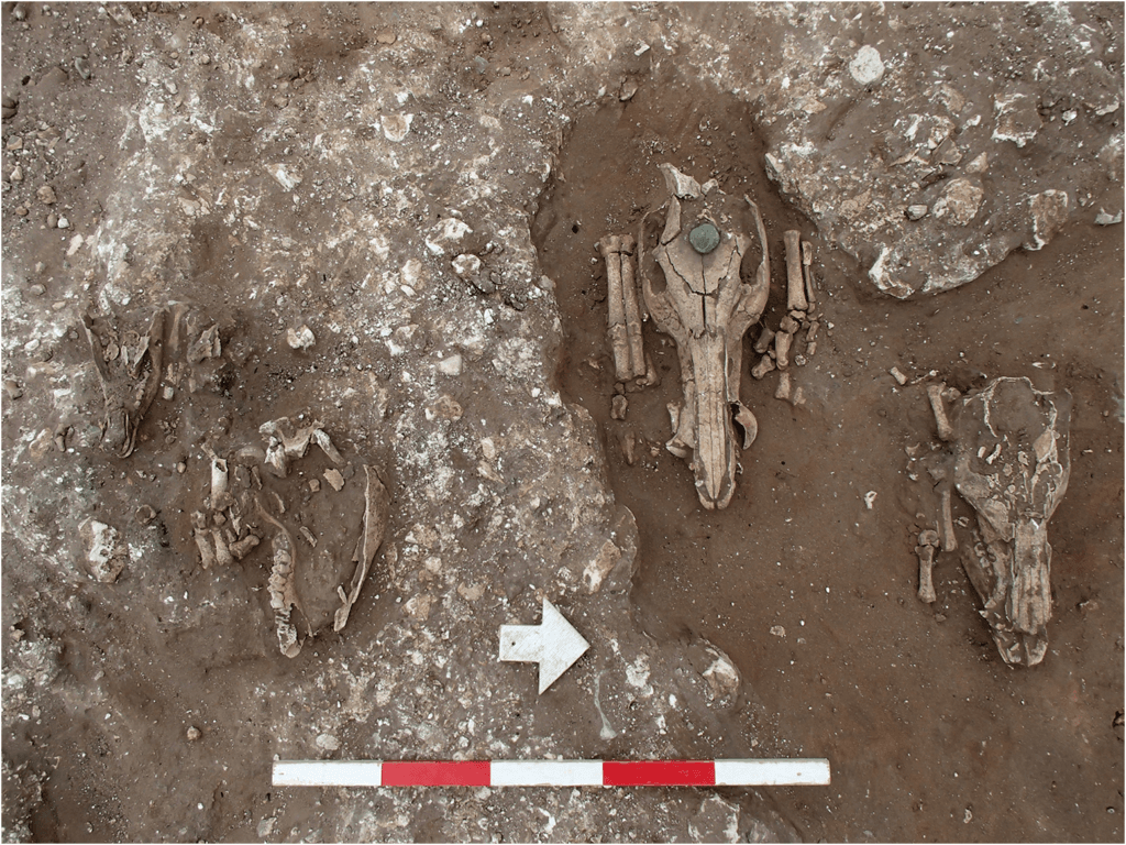 Coins on Pig Skulls Reveal Rituals at a Roman Shrine Built ...