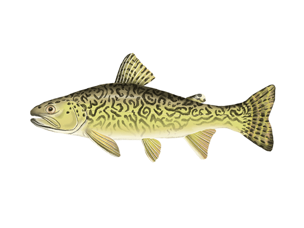 Tiger Trout: Identification, Habitat & How to Catch