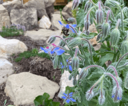 Learn Why You Should Grow Borage in Your Garden