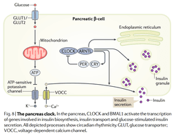 Your Circadian Clocks Are Making You Insulin Resistant