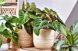 Tired of Fungus Gnats? Here’s How to Keep Them Away From Houseplants