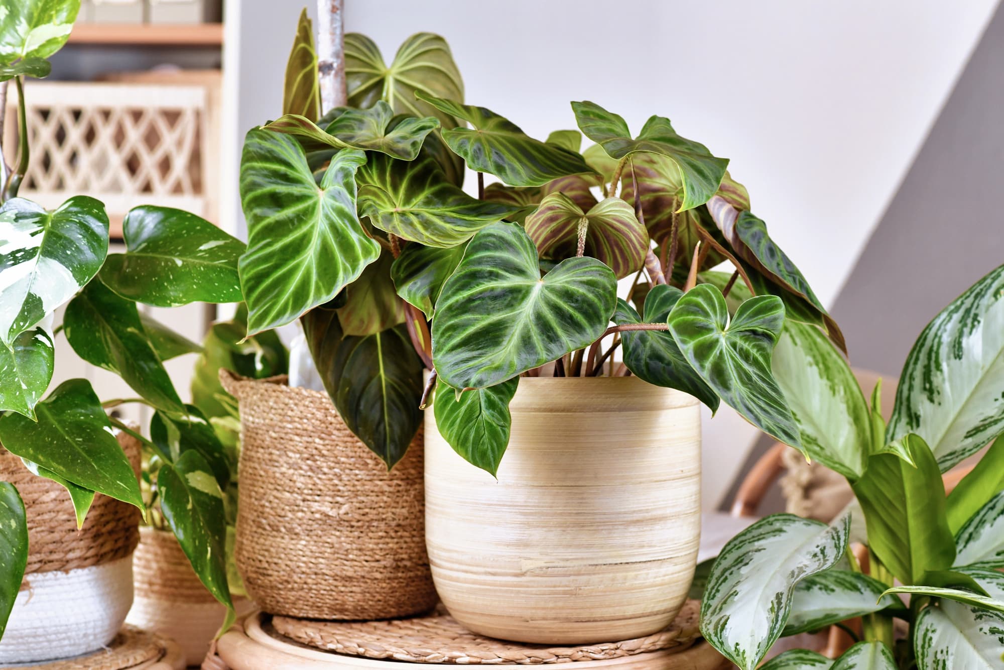 Tired of Fungus Gnats? Here’s How to Keep Them Away From Houseplants