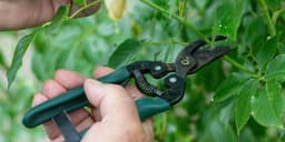 Five Key Gardening Jobs You Must Do Now Ahead Of Winter