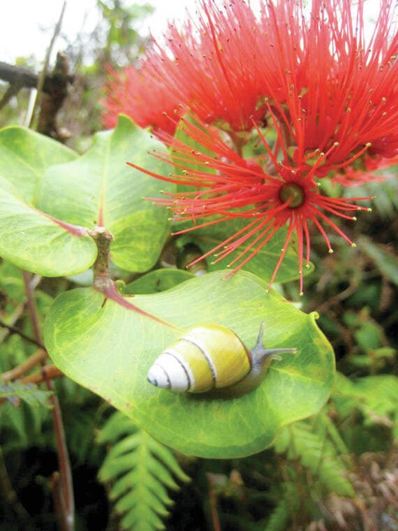 New framework developed for moving endangered species ...