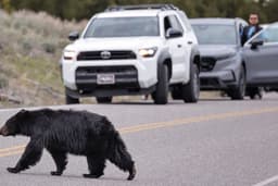 National Park Service warns visitors to stay away from elk and black ...