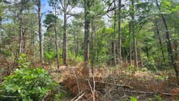 Partners Revitalize Healthy Habitats in The Natural State