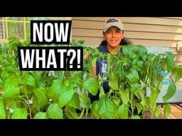 It’s Hardening Off Time! Seedling Care, Pruning & Feeding