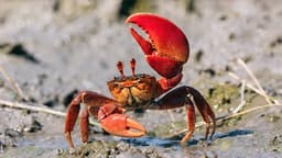 What is OpenClaw and How To Use It safely?