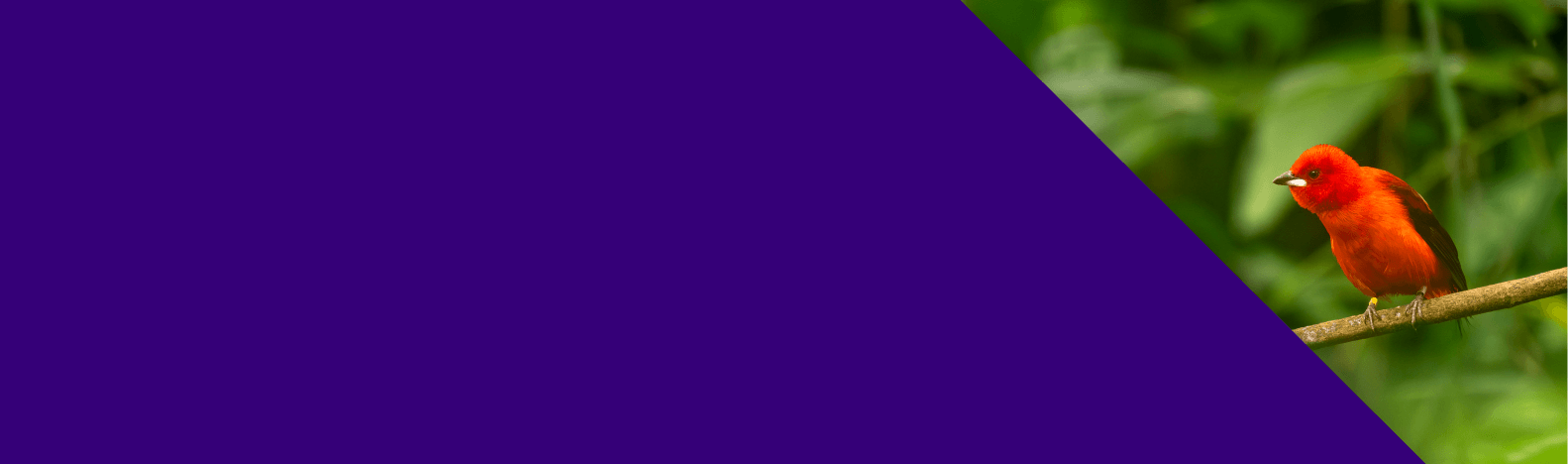 Netherlands Moves Toward Mandatory B2B E-Invoicing on Peppol - RTC Suite