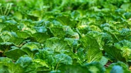 Selecting the Right Crops for Your Garden - DripWorks