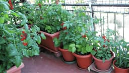 35 Best Vegatables to Grow in Pots for Container Gardening