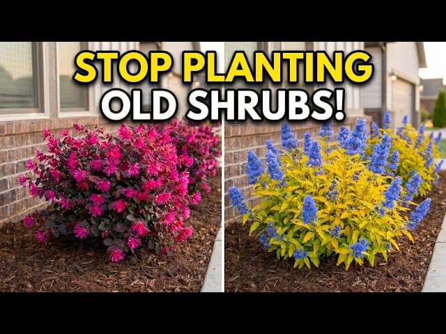 2026 Showcase Shrubs from Proven Winners/Monrovia