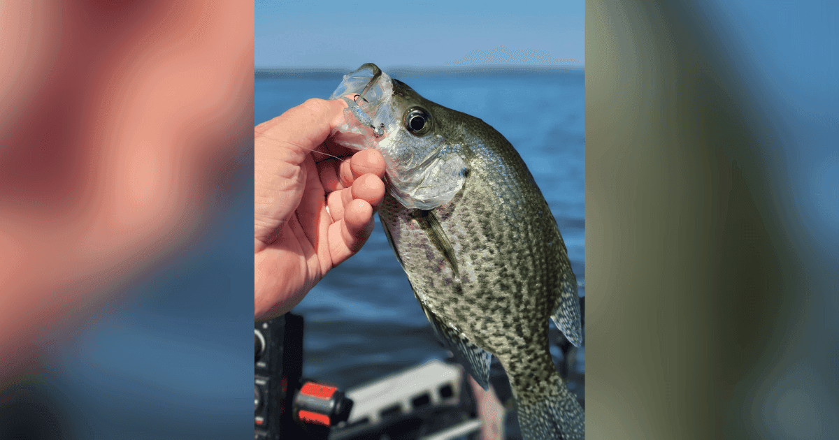 Georgia Fishing Report: September 11, 2026