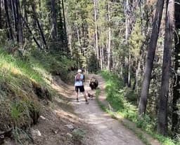 Grizzly bear faces off against dog as hikers watch in terror