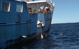 Greenpeace Saves Endangered Sharks From 20km Death Trap