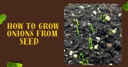 How to Grow Onions From Seed (2026 Guide)