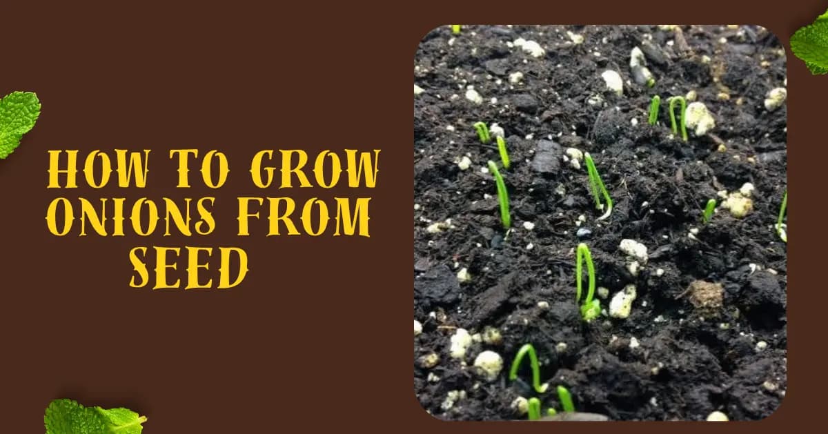 Late Summer/Fall Succession and Winter Gardening