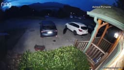 Black bear gets into couple's car in the Smokies
