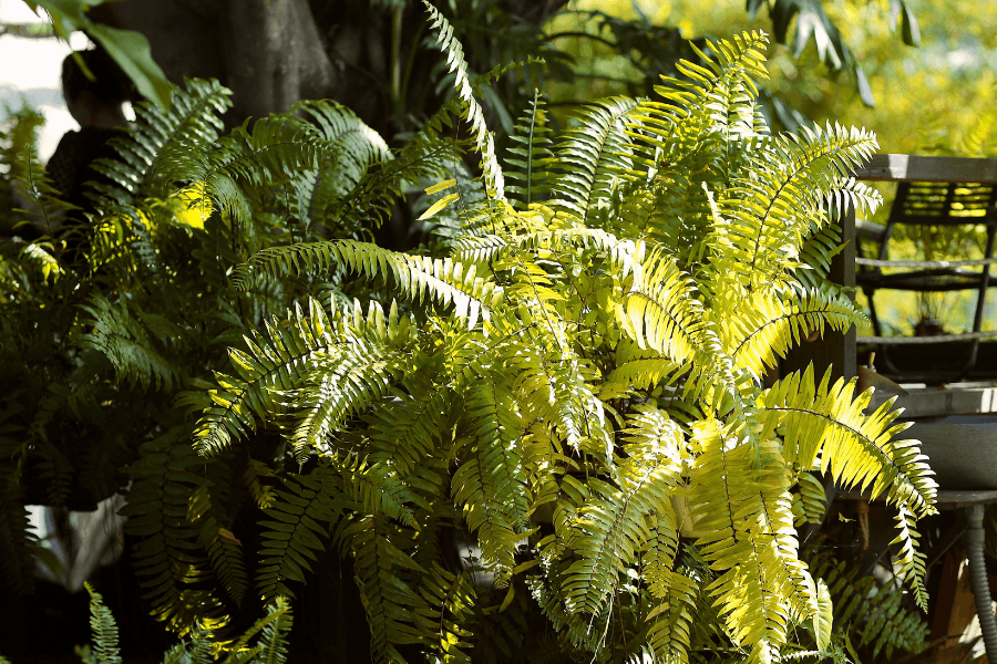 Can I Put My Houseplants Outside for Summer? What ...