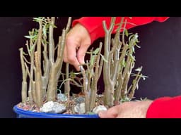 Bonsai Forest Pruning Guide - Basic Step By Step Expert Tips
