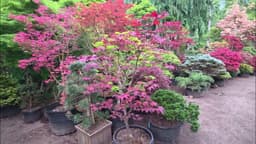 WHICH ONE IS HER FAVORITE JAPANESE MAPLE - AMAZING MAPLES