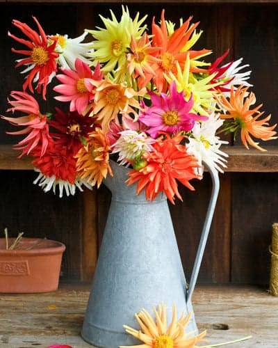 Grow Dahlias From Seed - Renee's Garden