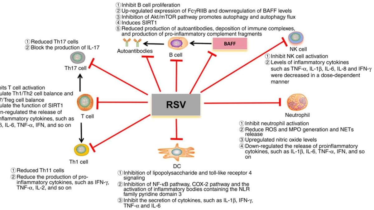 Friday Hope: Resveratrol and FcγRIIB: Supporting the Immune System's Natural Brakes