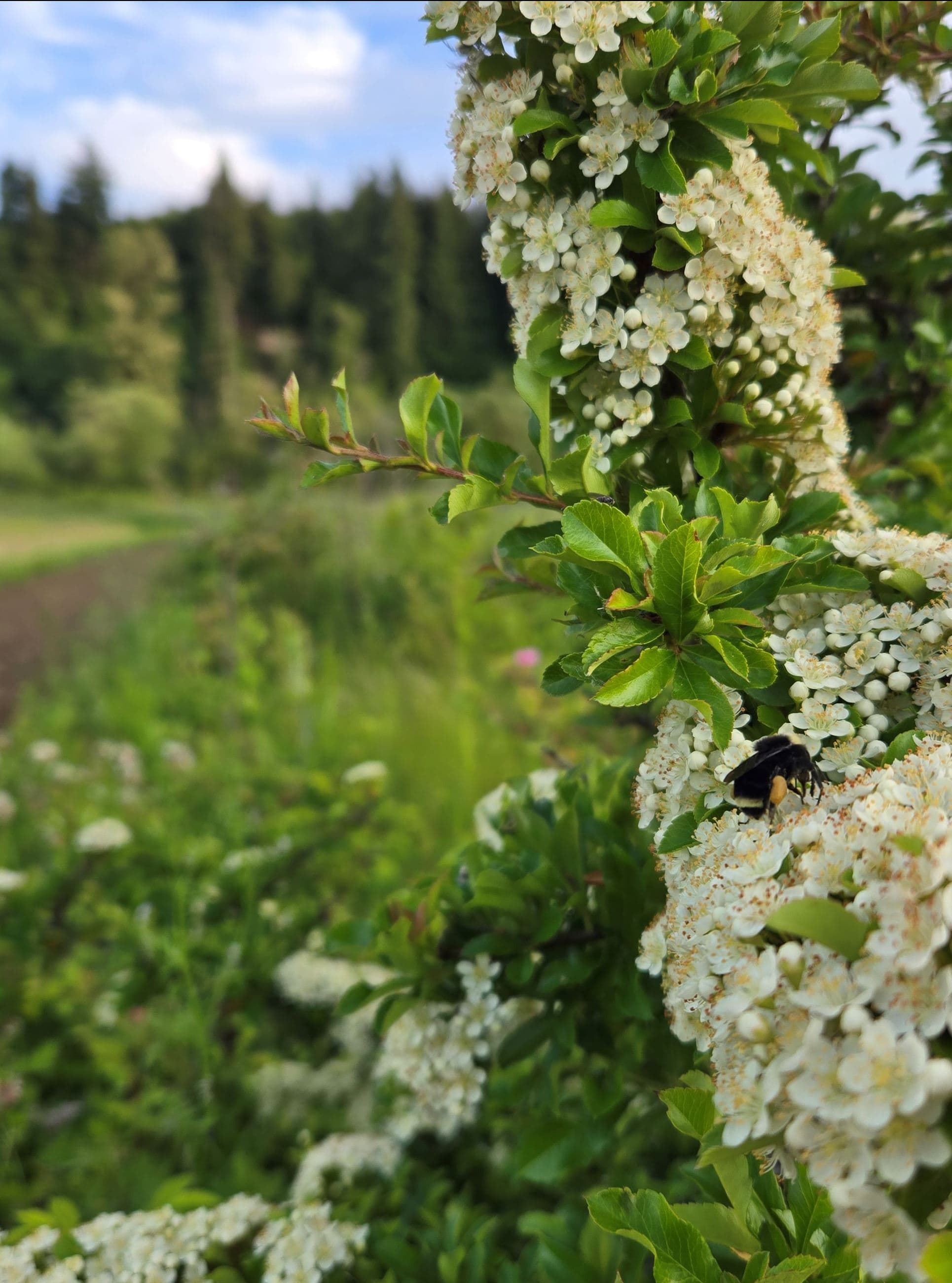 Calendar • Hedgerow Maintenance Work Party in Eatonville